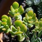 jade plant, succulent, container plant-1633676.jpg