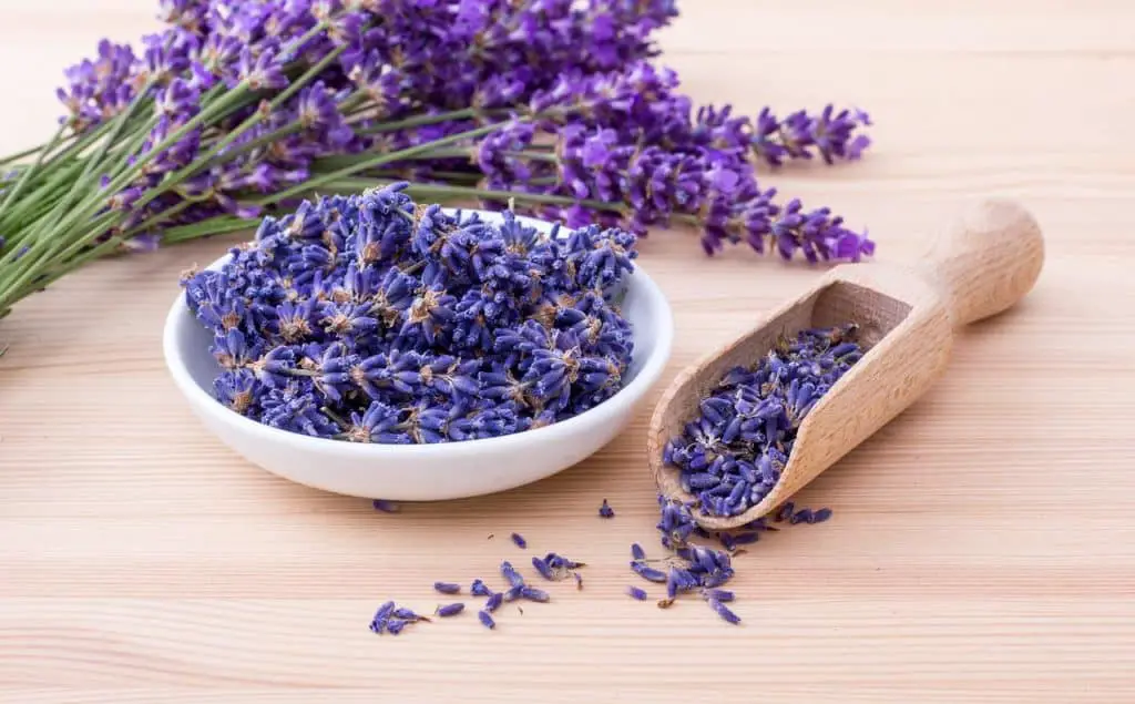 Fresh And Dried Lavender