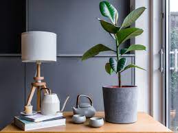 Green Rubber Plant Growing Indoors