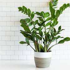 ZZ Plant Indoors In A Pot