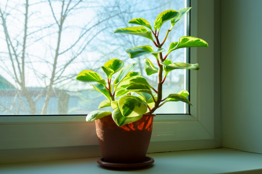 Green Rubber Plant In A Window