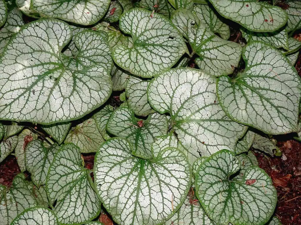 Peperomia Leaves Growing In The Garden