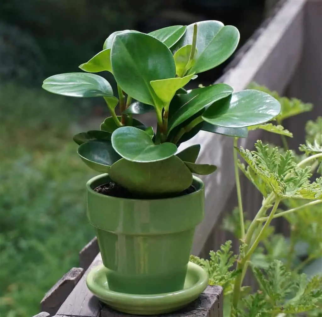 Peperomia Plant Growing In A Pot