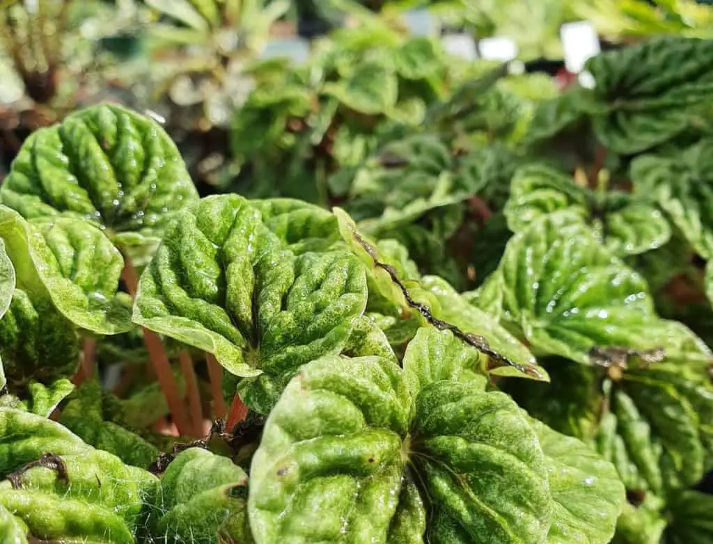 Peperomia Leaves Growing In The Sun