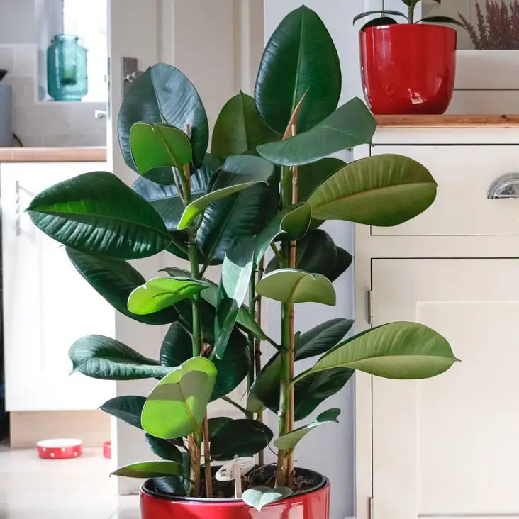 Rubber Plant Growing Indoors
