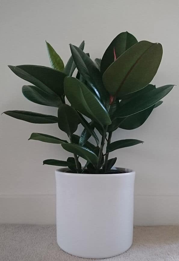 Rubber Plant In A Pot