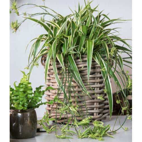 Large Spider Plant In A Pot