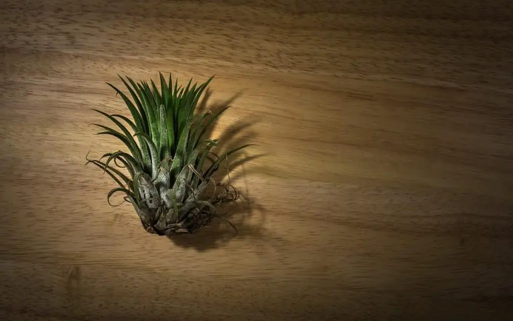 Air Plant Indoors On The Table