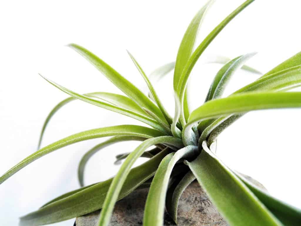 Green Air Plant In The Garden