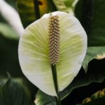 a leaf, spathiphyllum, blossom-4350821.jpg
