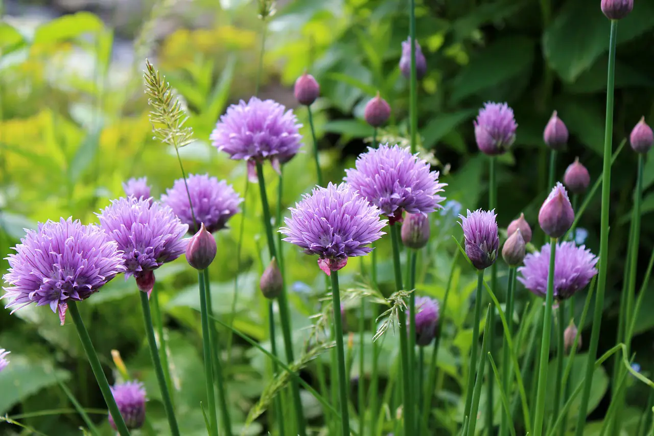chives, blooming, plant-967674.jpg