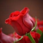 flower, rose, red-3115353.jpg