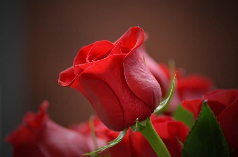 smoking-rose-petals-the-benefits-gardensofmine