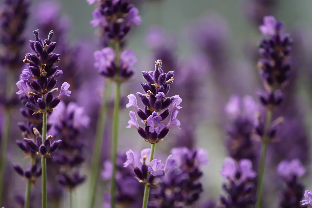 lavenders, flowers, purple flowers-3479492.jpg