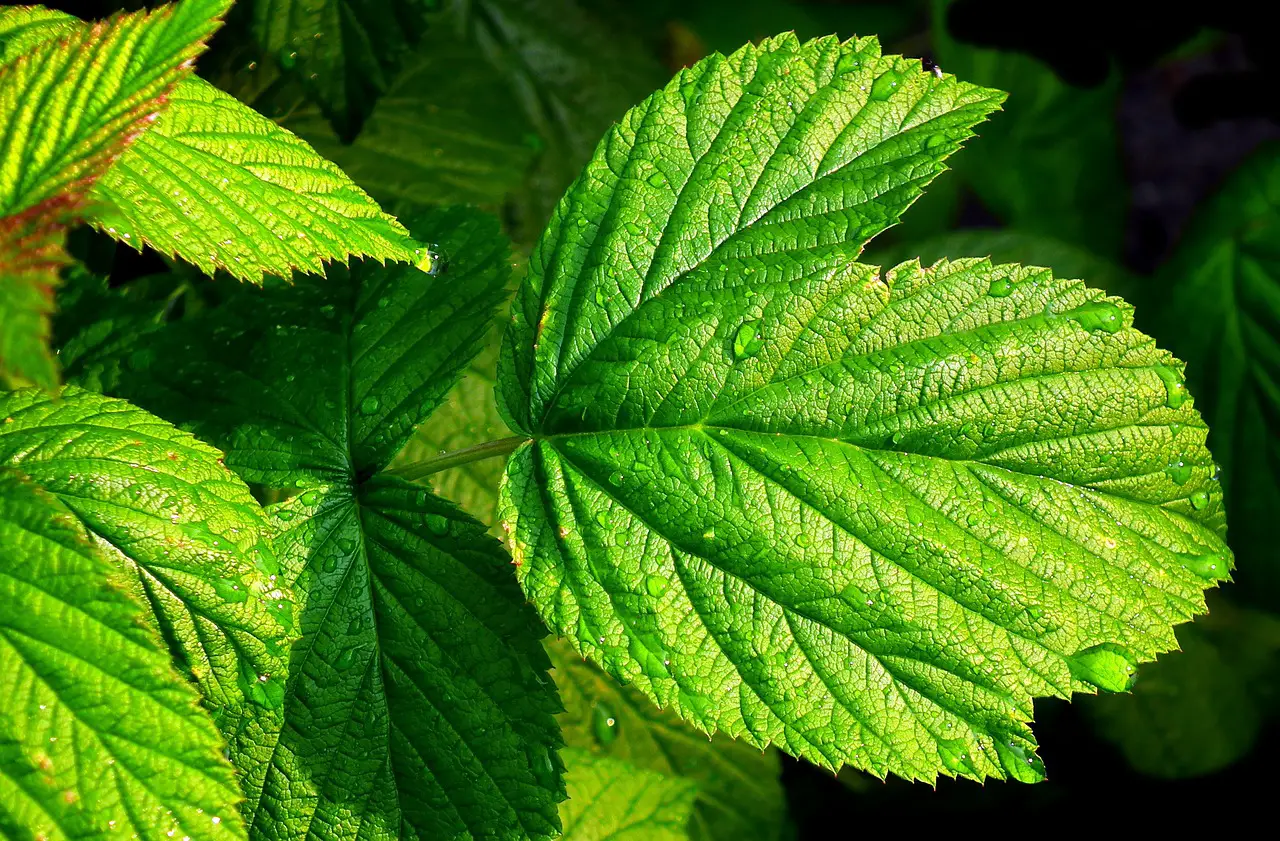 leaf, raspberry, garden-3865917.jpg