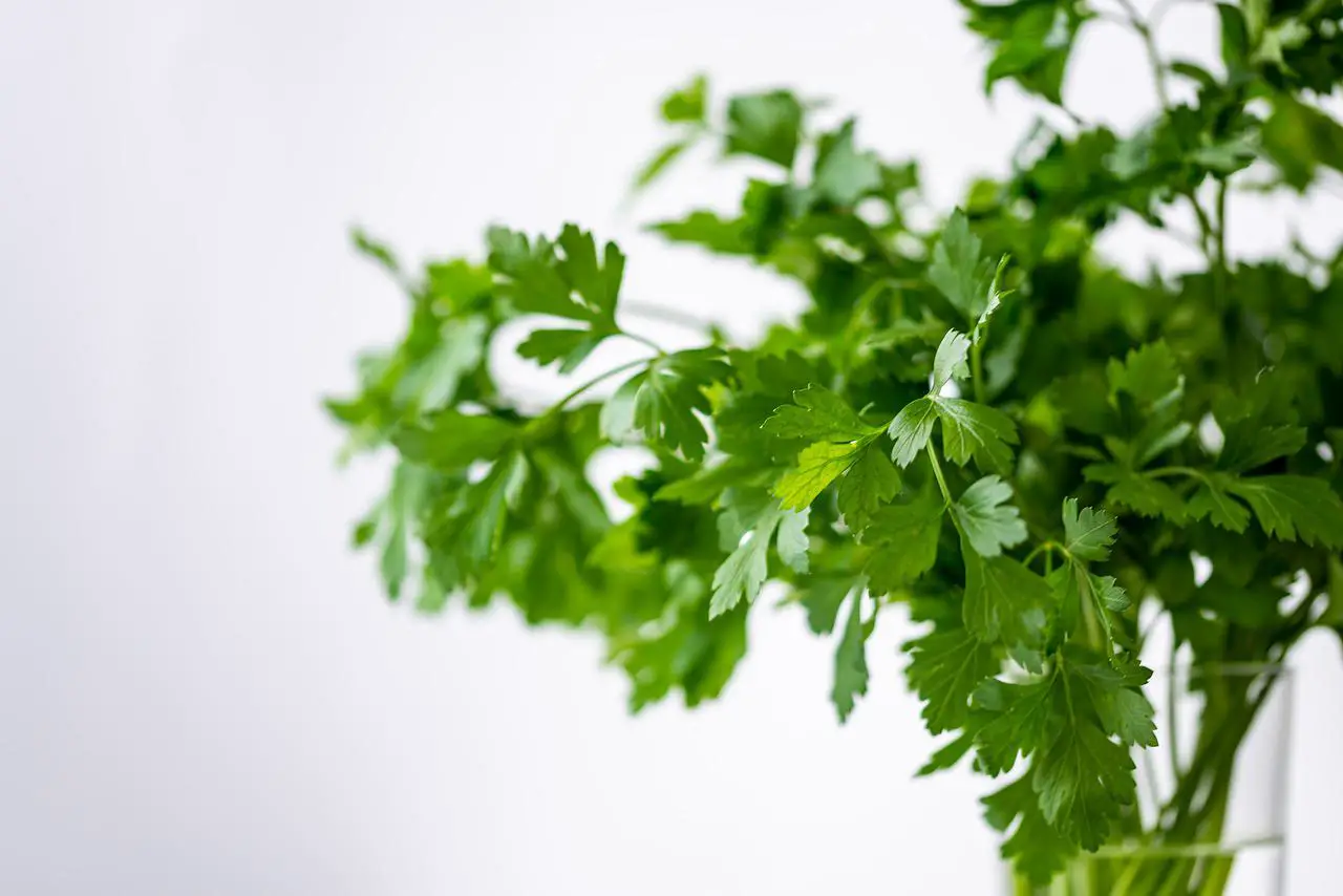 parsely, green, healthy-4688651.jpg