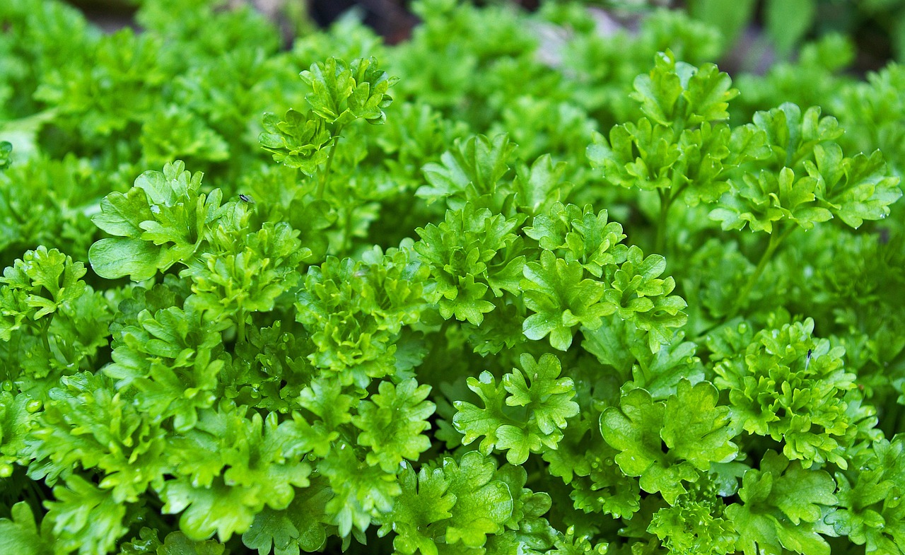 parsely, herbs, plant-1444019.jpg