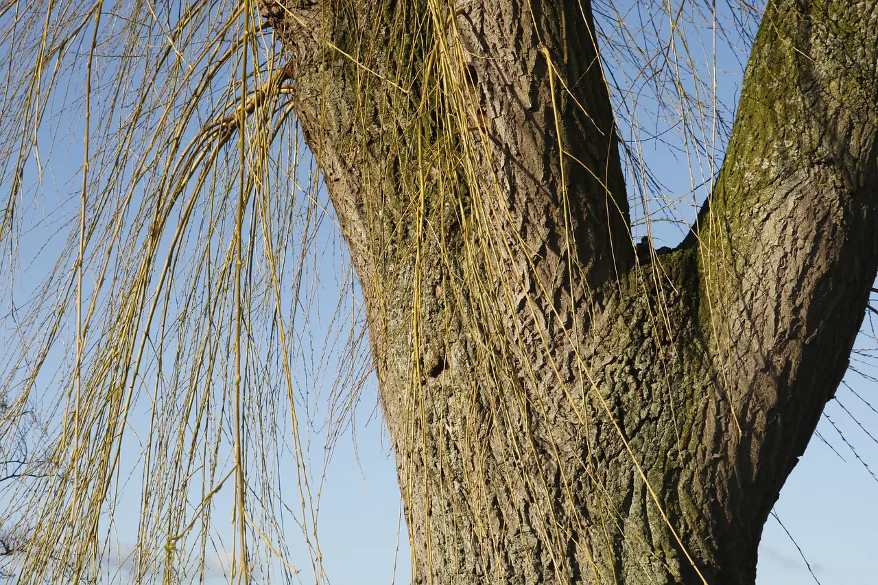 tree, weeping willow, branches-4903768.jpg