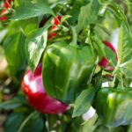 bell peppers, red, green-2708680.jpg