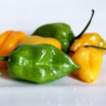 chili, habanero, chili pepper-646857.jpg