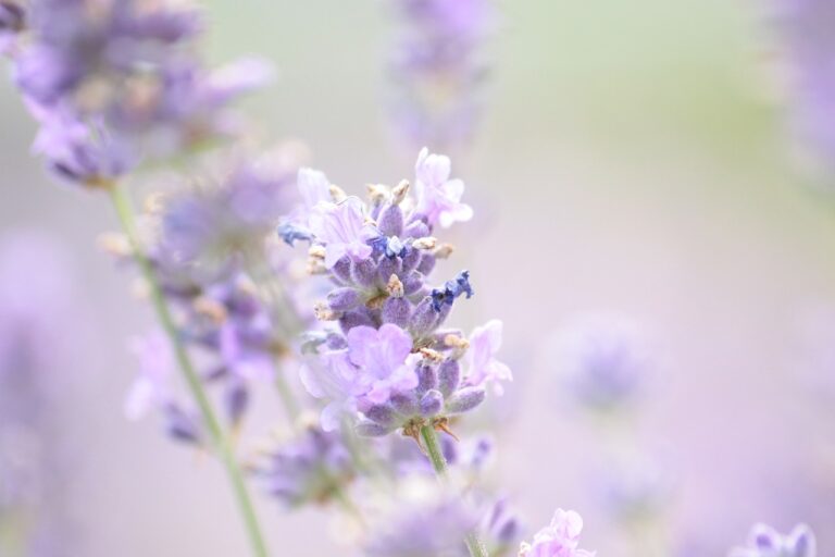 lavender, summer, violet-1889141.jpg
