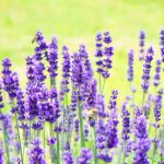 lavenders, flowers, garden-1117274.jpg
