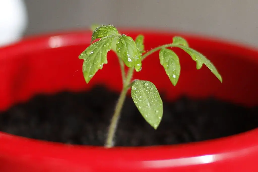 Tomato Seedling