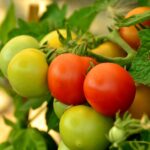 tomatoes, ripe, immature-879441.jpg