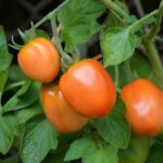tomatoes, roma tomatoes, vine tomatoes-1581204.jpg