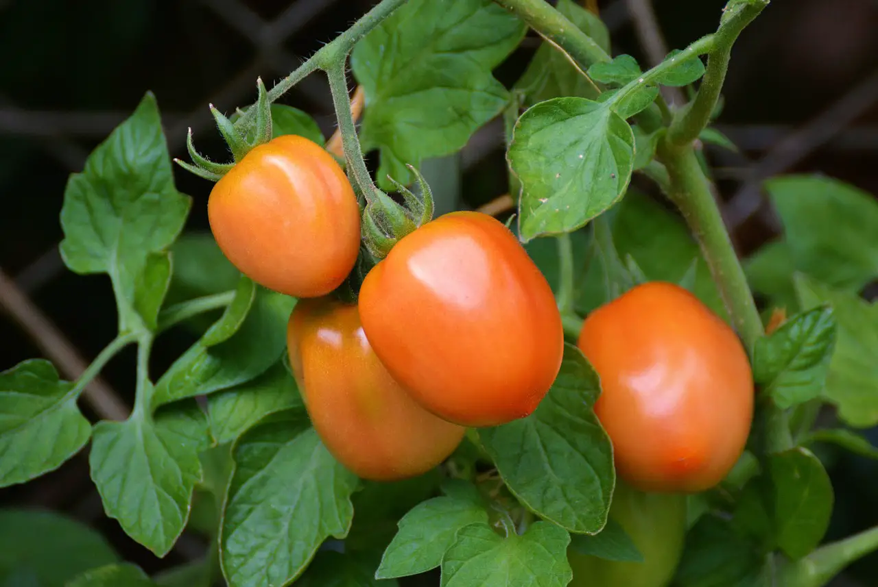tomatoes, roma tomatoes, vine tomatoes-1581204.jpg