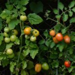 tomatoes, vine tomatoes, garden-1583145.jpg