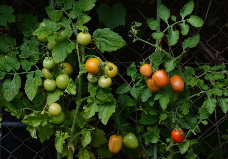 tomatoes, vine tomatoes, garden-1583145.jpg