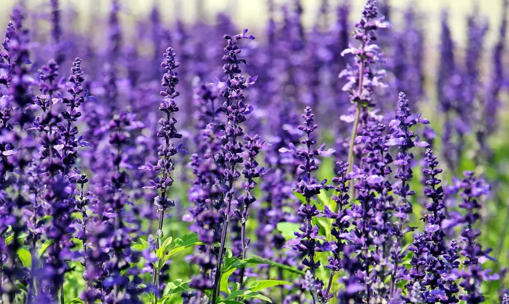 lavender, flowers, field-1507499.jpg