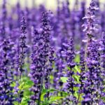 lavender, flowers, field-1507499.jpg