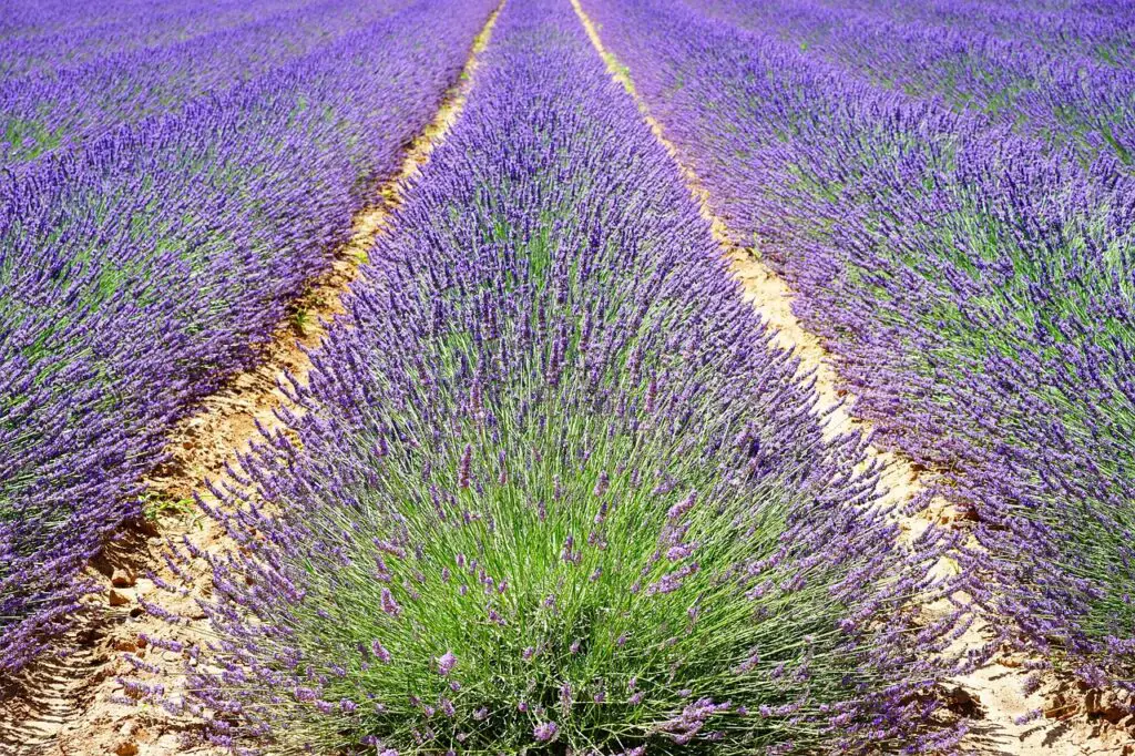 lavender, flowers, field-1595490.jpg