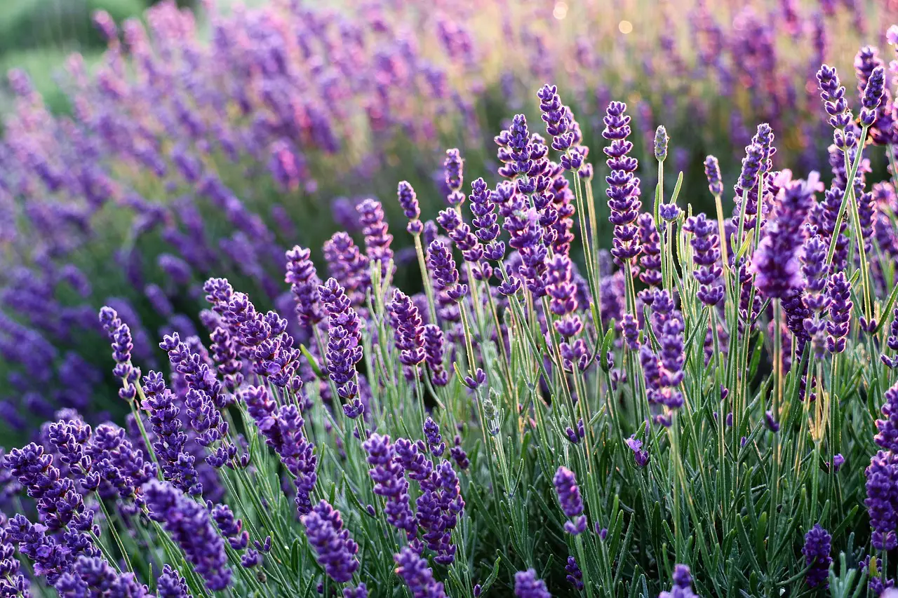 lavenders, flowers, lavender field-6482579.jpg