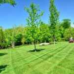 lawn care, lawn maintenance, lawn services-643558.jpg