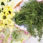 rosemary, herb, food-919234.jpg