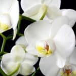 flower, orchid, plant-3097458.jpg