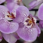 flower, orchid, purple flower-4725816.jpg