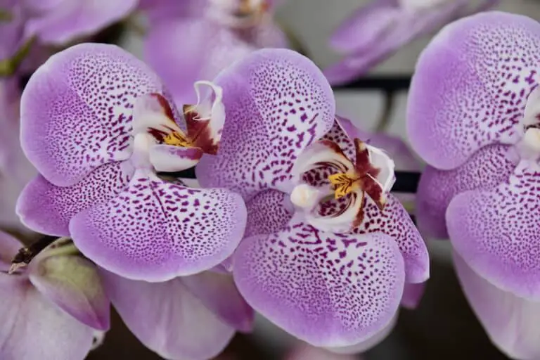 flower, orchid, purple flower-4725816.jpg
