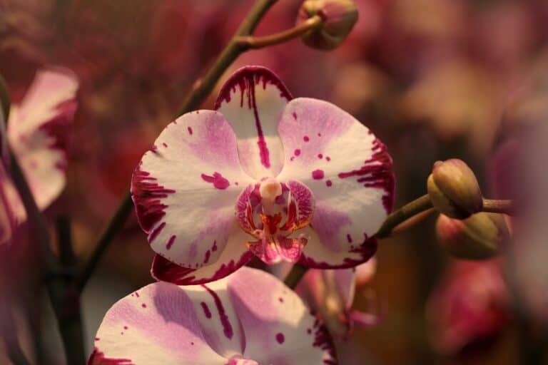 flowers, orchid, bloom-6926633.jpg