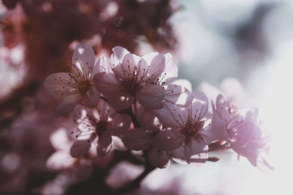 flowers, plum blossom, spring-7144466.jpg