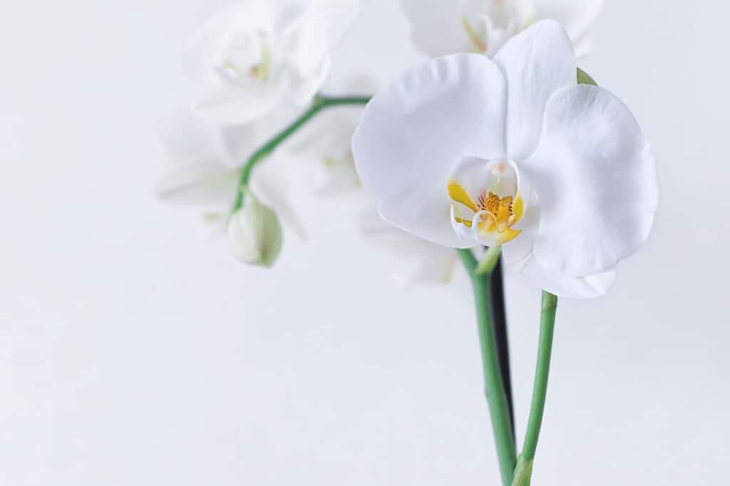 hd wallpaper, orchid, flower-4720841.jpg
