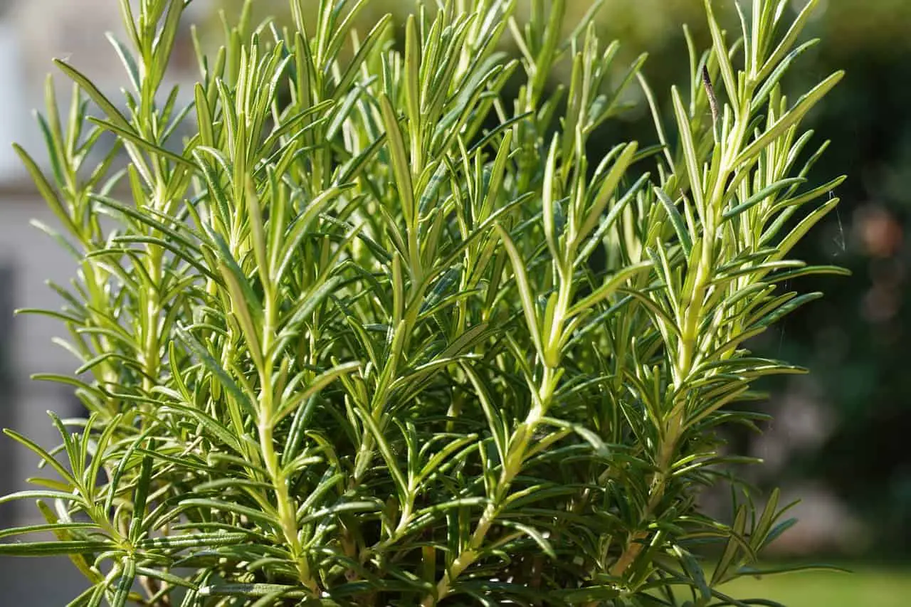 herbs, seasoning, plant-5117035.jpg