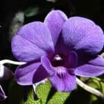 orchid, dendrobium, purple-172206.jpg