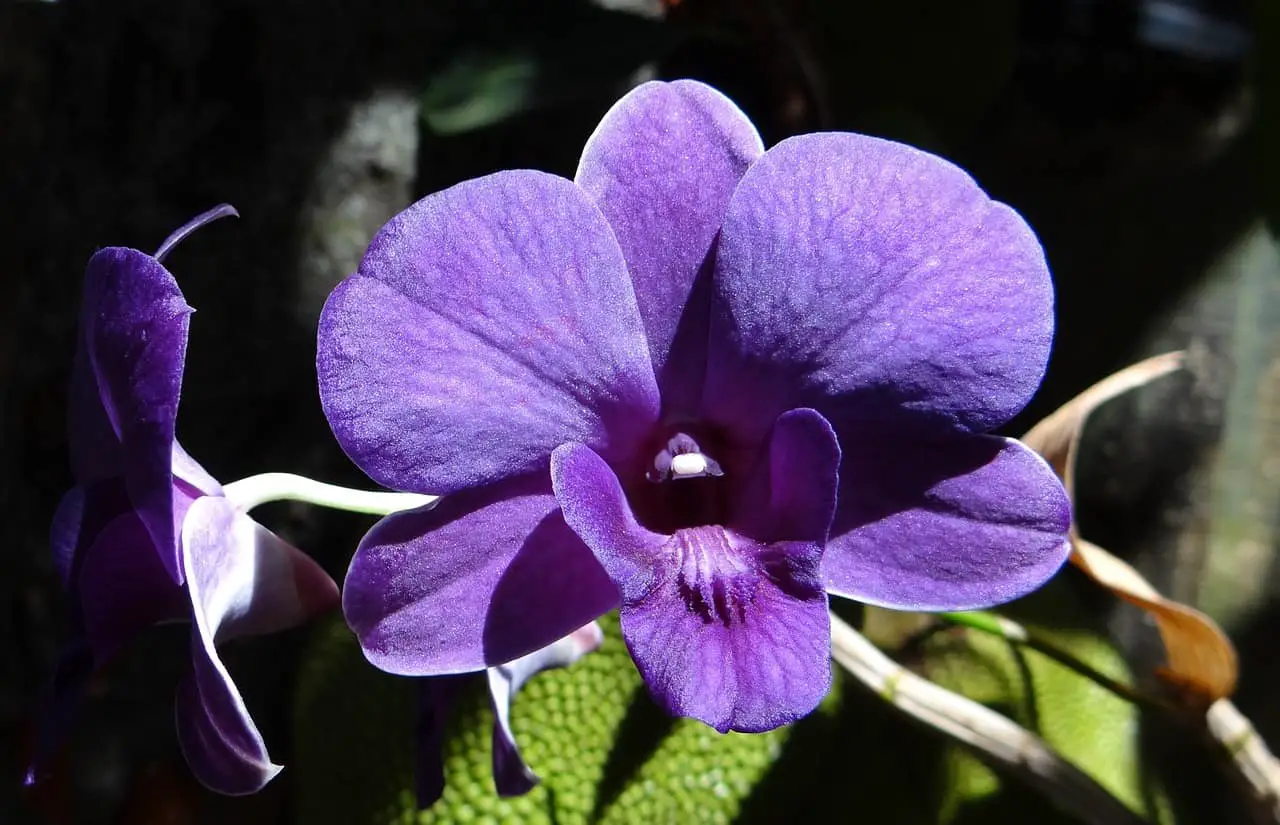 orchid, dendrobium, purple-172206.jpg