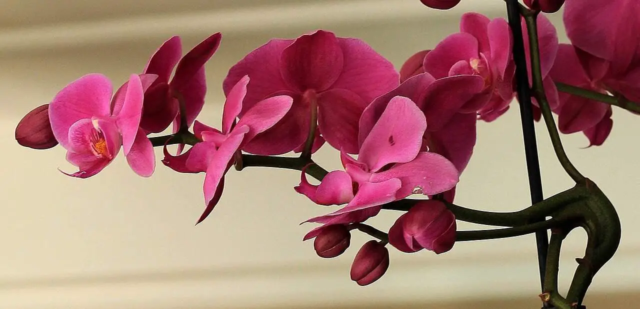 orchid, flower, blossom-1357032.jpg