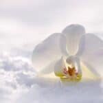 orchid, flower, blossom-2952074.jpg