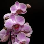 orchid, flower, blossom-3323149.jpg
